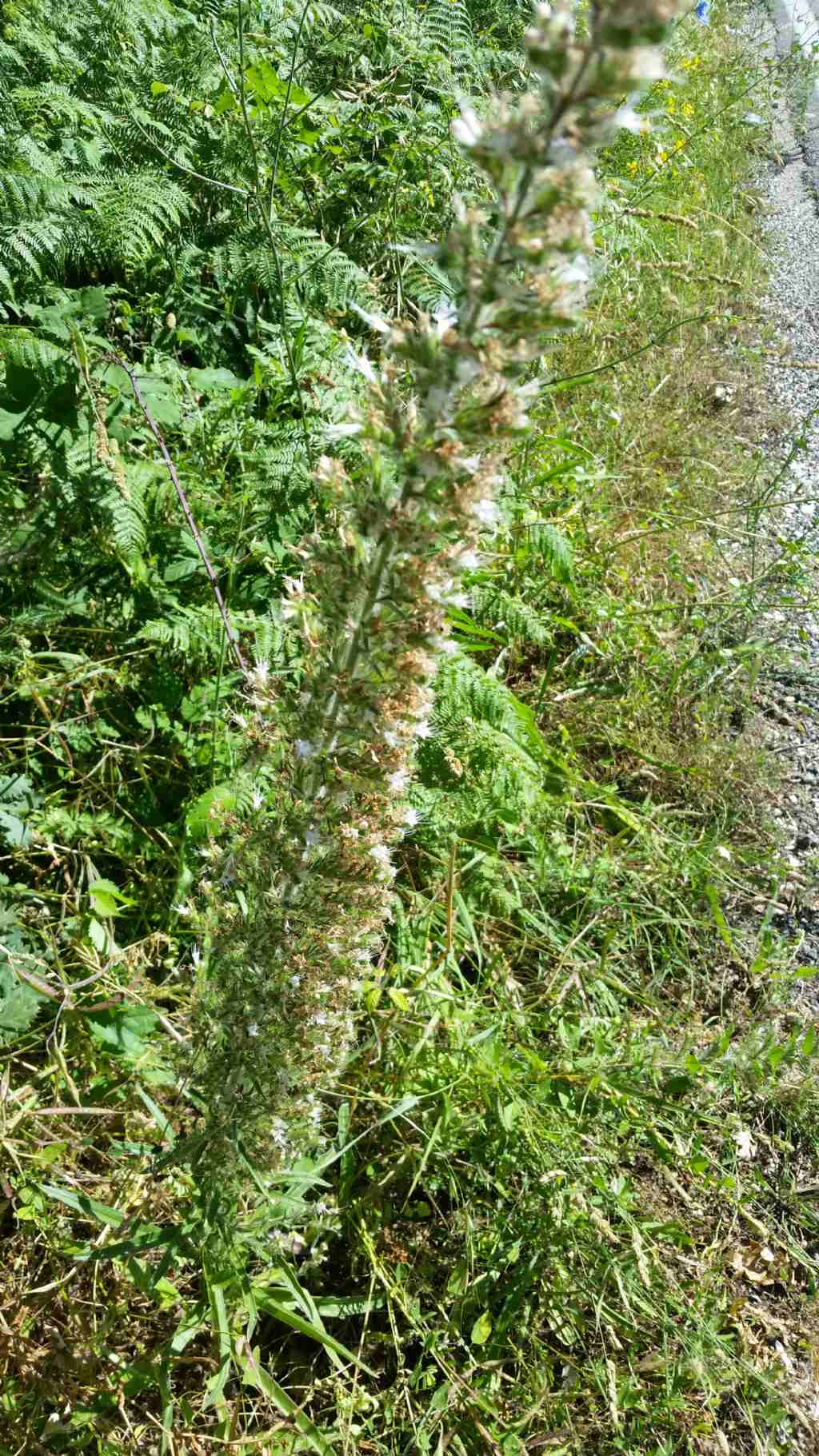 Echium italicum (Boraginaceae)